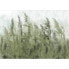 Фото #1 товара Vlies Fototapete Tall Grasses