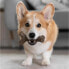 Фото #5 товара Прорезыватель для зубов для собак Benebone Коричневый Животные