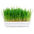 ფოტო #1 პროდუქტის DUVO+ Natural Cat Grass 70g