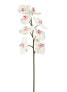 Фото #1 товара Orchidee Phalaenopsis