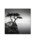 Фото #1 товара Dave MacVicar 'The Lone Cypress' Canvas Art - 18" x 18" x 2"