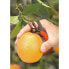 ფოტო #3 პროდუქტის STOCKER With Strap Curved Blade Citrus Fruits Shears