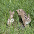 Sitzende Hasefigur aus Harz - фото #3