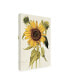 Фото #2 товара Nicolas Robert Helianthus Annuus Sunflower Canvas Art - 15.5" x 21"