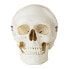 Фото #4 товара Model anatomiczny ludzkiej czaszki w skali 1:1 + Zęby 3 szt.