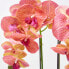 Фото #13 товара Künstliche pfirsichfarbene Phalaenopsis