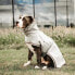 Фото #5 товара KENTUCKY Dog Rain Coat