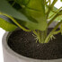 Фото #3 товара Декоративное растение Цемент PEVA Листья 11,5 x 11,5 x 39 cm