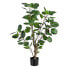 Фото #1 товара Декоративное растение 80 x 77 x 113 cm Зеленый PVC Aralia