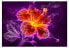 Фото #1 товара Fototapete Fiery flower in purple