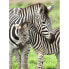 Фото #1 товара Пазл с зебрами Ravensburger Zebras XXL 300 элементов