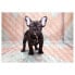 Фото #1 товара Vlies Fototapete French Bulldog