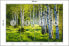 Фото #10 товара Fototapete BIRKEN Bäume Wald Natur 3D