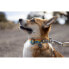 ფოტო #6 პროდუქტის RUFFWEAR Crag™ Collar