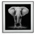 Фото #4 товара Картина стеклянная Versa Слон 2 x 50 x 50 см