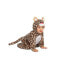 Costume for Babies My Other Me Leopard