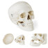 Фото #1 товара Model anatomiczny ludzkiej czaszki w skali 1:1 + Zęby 3 szt.