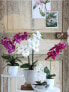 Фото #2 товара Kunstpflanze Phalaenopsis