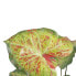 Фото #4 товара Декоративное растение 48 x 46 x 55 cm Красный Зеленый PVC