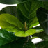 Фото #9 товара Kunstpflanze Ficus 155 cm