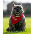 ფოტო #6 პროდუქტის HUUB Pet Bandana Scarf