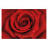 Фото #1 товара Vliestapete Rote Rose mit Wassertropfen