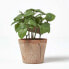 Фото #6 товара Künstliche Basilikum-Topfpflanze