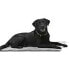 ფოტო #1 პროდუქტის KRUUSE Vet Bed Anti-Slip Dog Bed