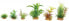 Zolux Dekoracje roślinne mix 6szt. zestaw 2 (352131)