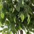 Kunstpflanze Ficus RE7036