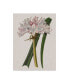 Naomi Mccavitt Crinium Lily I Canvas Art - 20" x 25"
