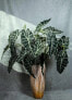 Фото #3 товара Искусственные цветы PTMD Collection Kunst Zweig Alocasie Alocasia Art Astage