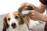 Фото #5 товара Trixie Nakładki płatki do czyszczenia uszu psa kota 50szt uniwersalny