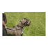 Фото #8 товара Ошейник для дрессировки собак Company of Animals Halti Чёрный Намордник (51-73 cm)