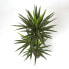 Фото #8 товара Искусственные цветы Homescapes Yucca Palme 150 см