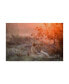 Фото #1 товара Alessandro Catta Sunset Lioness Canvas Art - 20" x 25"