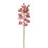 Фото #1 товара Orchidee Cymbidium