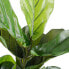 Фото #5 товара Kunstpflanze Ficus Lyrata