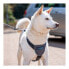 Фото #10 товара Упряжь для собак Company of Animals CarSafe Чёрный Размер М