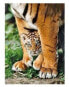 Фото #1 товара Clementoni Puzzle 500 - Bengal Tiger Cub (275476)