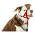 Фото #3 товара Ошейник для дрессировки собак Company of Animals Halti Намордник (46-62 cm)