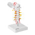 Фото #1 товара Model anatomiczny odcinka szyjnego kręgosłupa człowieka w skali 1:1