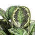 Фото #3 товара Декоративное растение 37 x 37 x 41 cm Зеленый PVC