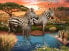 Ravensburger Ravensburger Puzzle Zebras at the Waterhole (500 pieces)