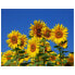 Фото #1 товара Leinwandbild Sonnenblumen