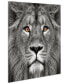 Фото #3 товара King of the Jungle Lion Eye of the Tiger Frameless Free Floating Tempered Glass Panel Graphic Wall Art, 38" x 38" x 0.2"