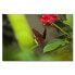 Фото #1 товара Leinwandbild Brown Butterfly