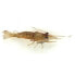 EVIA Medium Shrimp Soft Lure