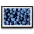 Фото #1 товара Gerahmtes Bild Blueberry