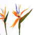 Фото #12 товара Kunstpflanze Strelitzia